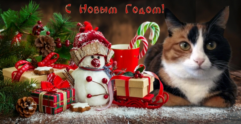 Кошки в нашей жизни. Кошки и все, что с ними связано.