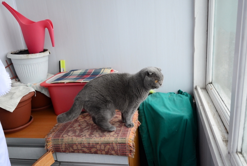 Кошки в нашей жизни. Кошки и все, что с ними связано.