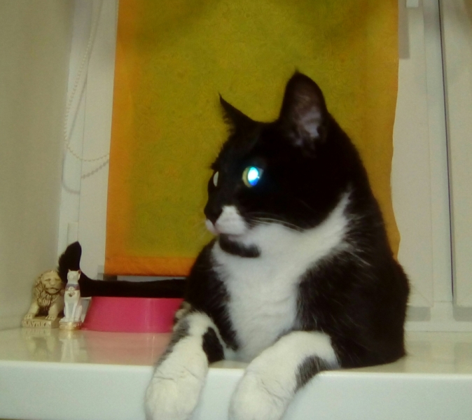 Кошки в нашей жизни. Кошки и все, что с ними связано.