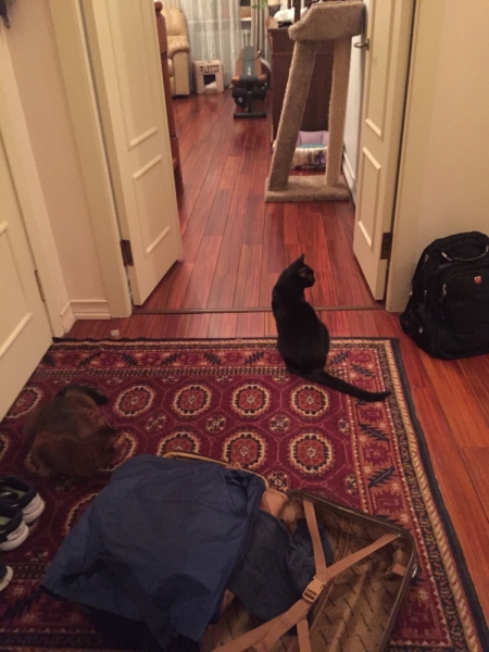 Кошки в нашей жизни. Кошки и все, что с ними связано.