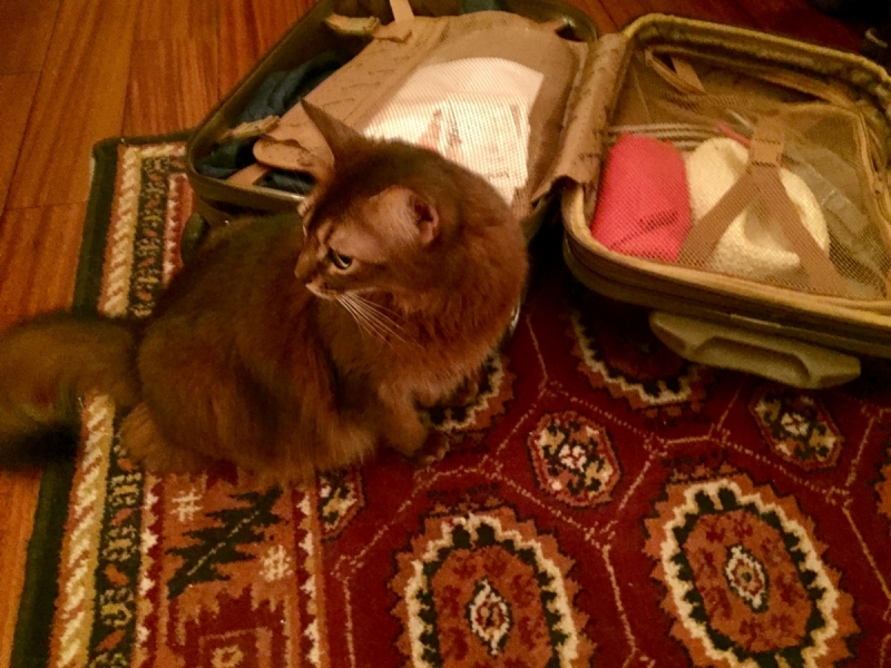 Кошки в нашей жизни. Кошки и все, что с ними связано.