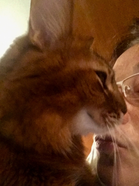 Кошки в нашей жизни. Кошки и все, что с ними связано.