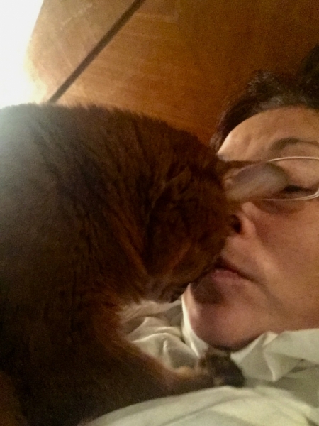 Кошки в нашей жизни. Кошки и все, что с ними связано.