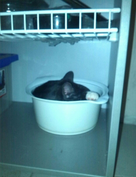 Кошки в нашей жизни. Кошки и все, что с ними связано.