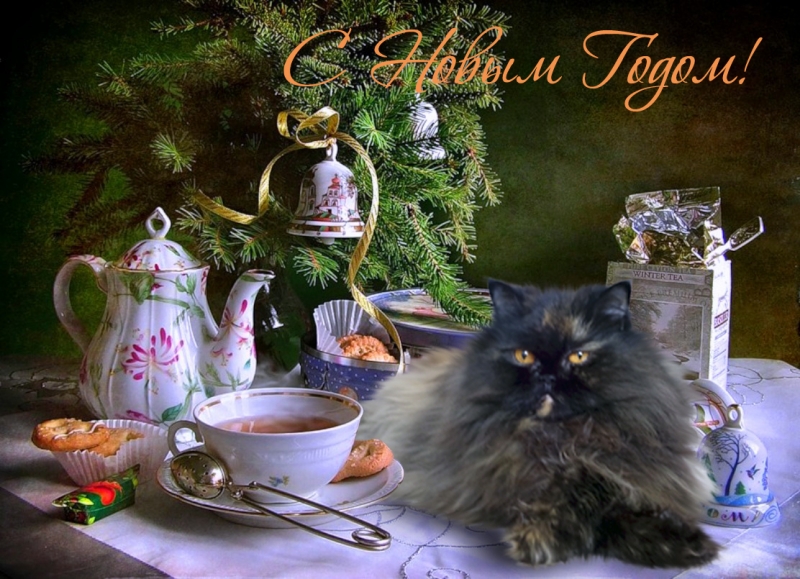 Кошки в нашей жизни. Кошки и все, что с ними связано.