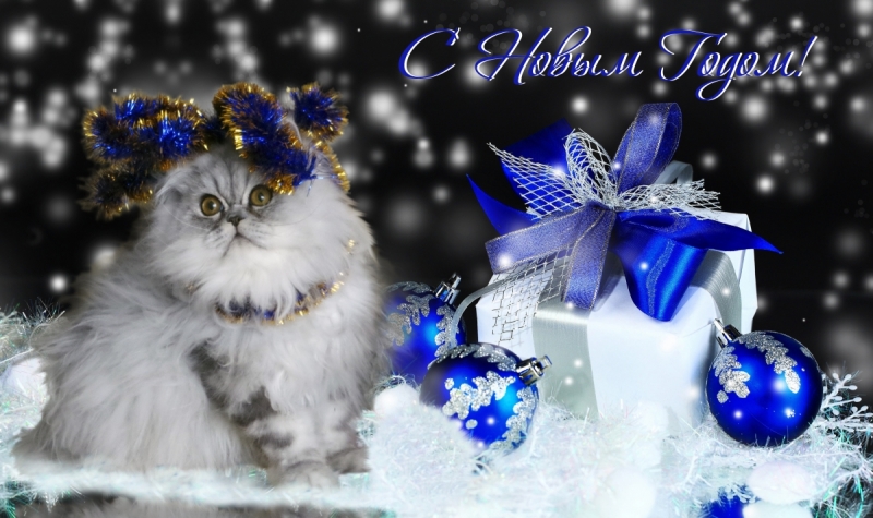 Кошки в нашей жизни. Кошки и все, что с ними связано.