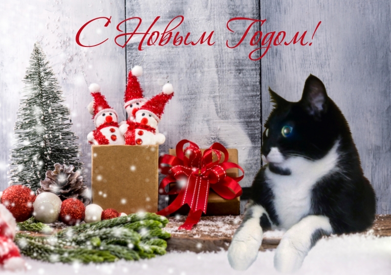 Кошки в нашей жизни. Кошки и все, что с ними связано.