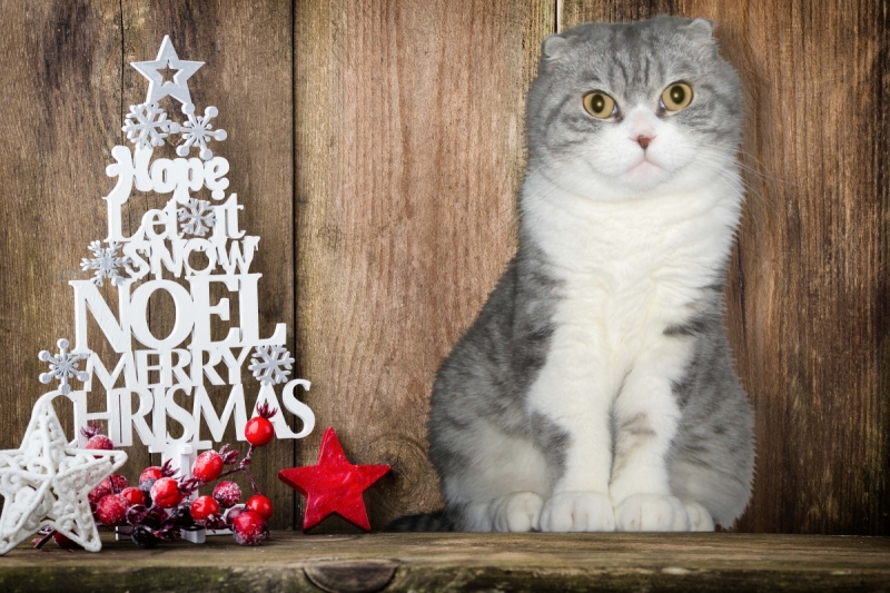 Кошки в нашей жизни. Кошки и все, что с ними связано.