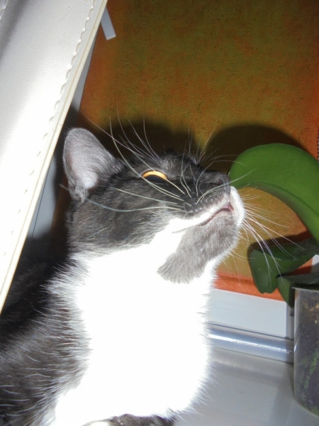 Кошки в нашей жизни. Кошки и все, что с ними связано.