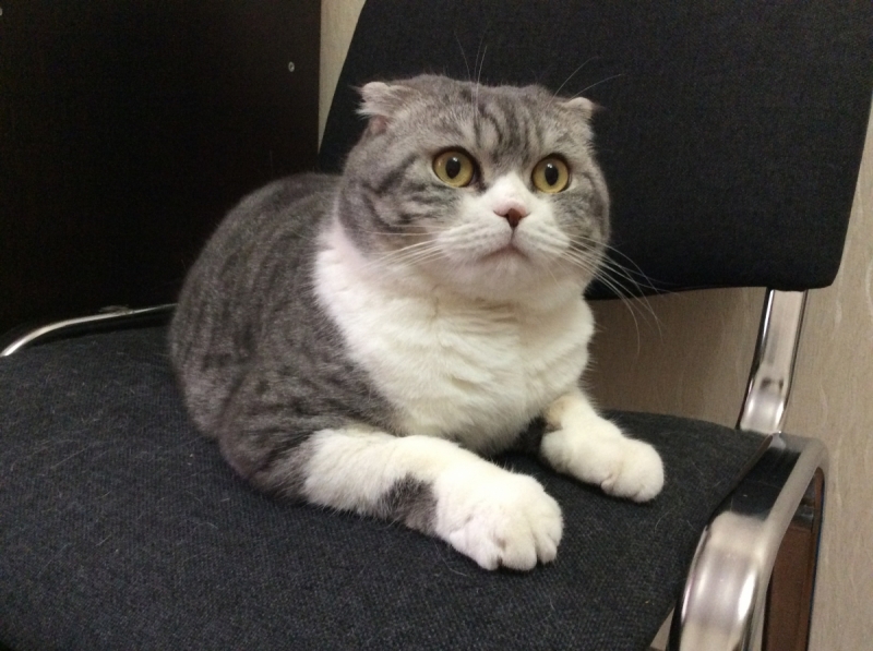 Кошки в нашей жизни. Кошки и все, что с ними связано.