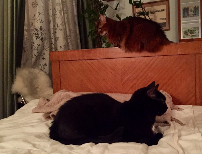 Кошки в нашей жизни. Кошки и все, что с ними связано.