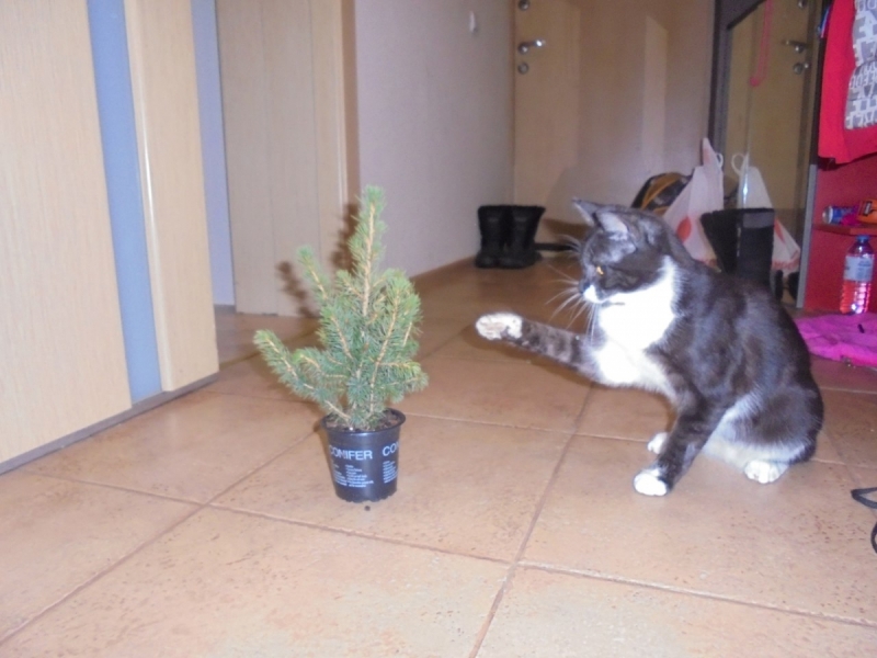 Кошки в нашей жизни. Кошки и все, что с ними связано.