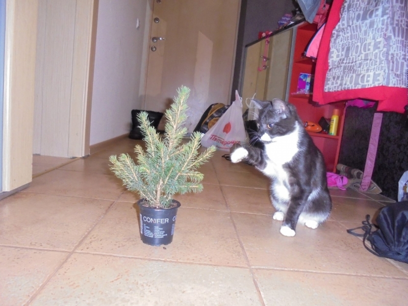 Кошки в нашей жизни. Кошки и все, что с ними связано.