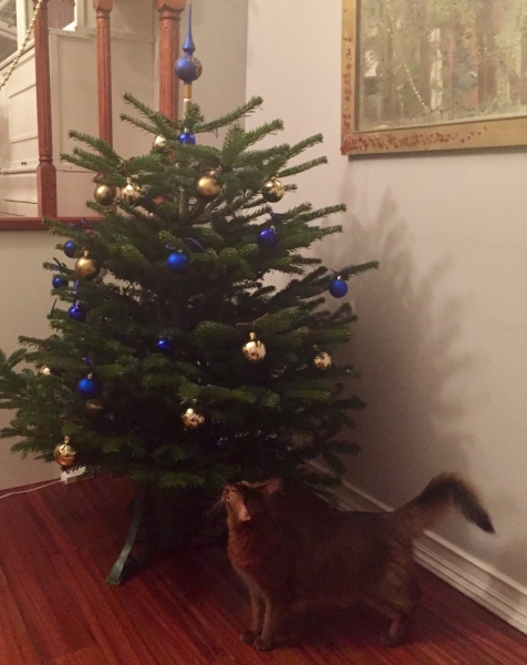 Кошки в нашей жизни. Кошки и все, что с ними связано.