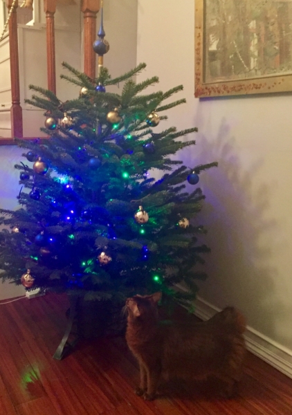 Кошки в нашей жизни. Кошки и все, что с ними связано.