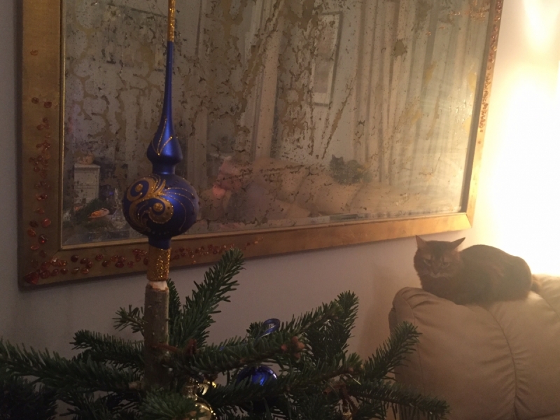 Кошки в нашей жизни. Кошки и все, что с ними связано.