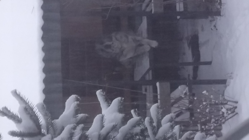 Кошки в нашей жизни. Кошки и все, что с ними связано.