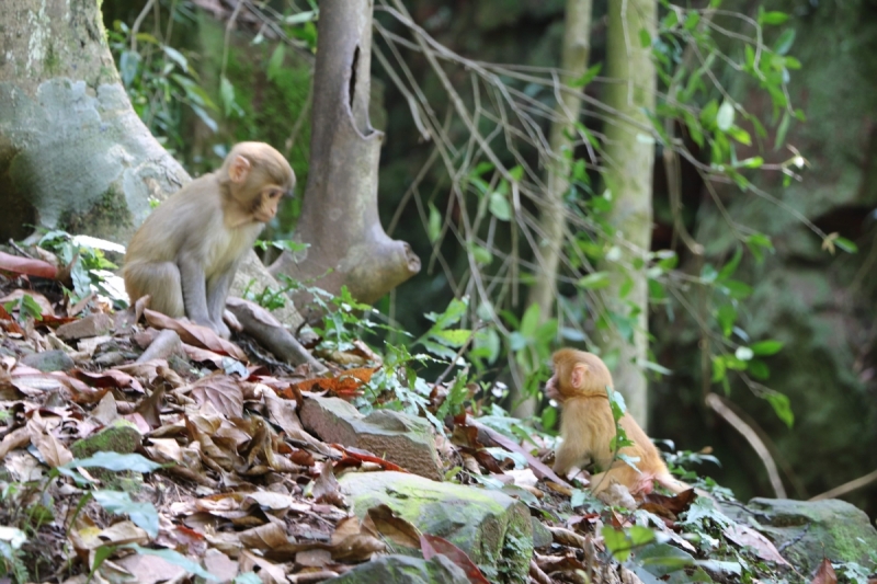 Китай без дождей. 2 недели в апреле 2017-го. Гуанчжоу-Шаогуань-Яншо-Синпин-Дажай-Чжанцзяцзе-Фуронг-Дэханг-Фенхуан-Шанхай