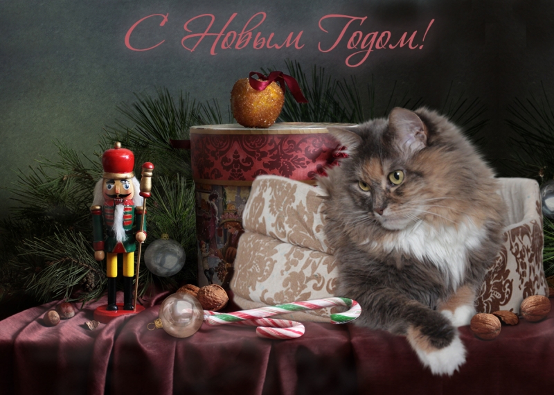 Кошки в нашей жизни. Кошки и все, что с ними связано.