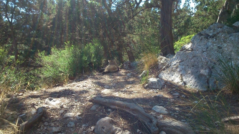 Кошки в нашей жизни. Кошки и все, что с ними связано.