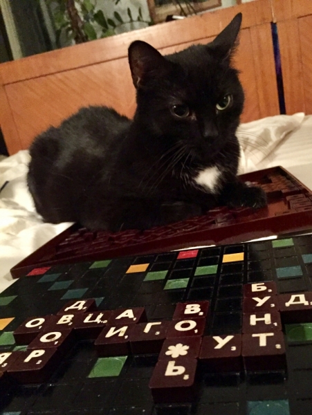 Кошки в нашей жизни. Кошки и все, что с ними связано.