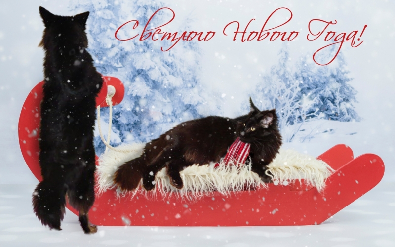 Кошки в нашей жизни. Кошки и все, что с ними связано.