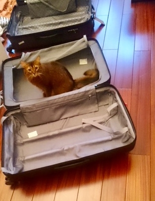 Кошки в нашей жизни. Кошки и все, что с ними связано.