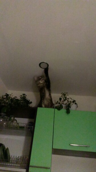 Кошки в нашей жизни. Кошки и все, что с ними связано.