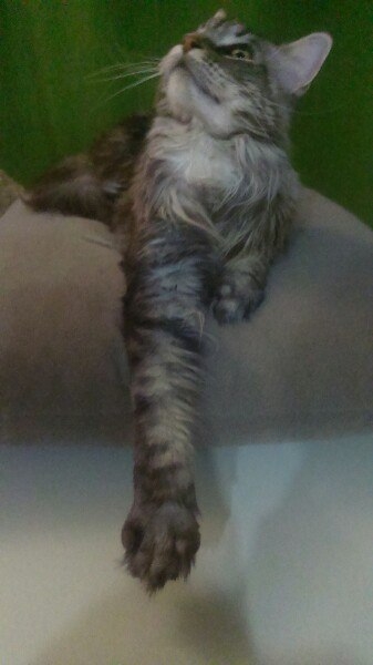 Кошки в нашей жизни. Кошки и все, что с ними связано.