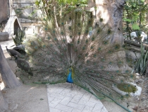 Птицы в фотографиях из путешествий