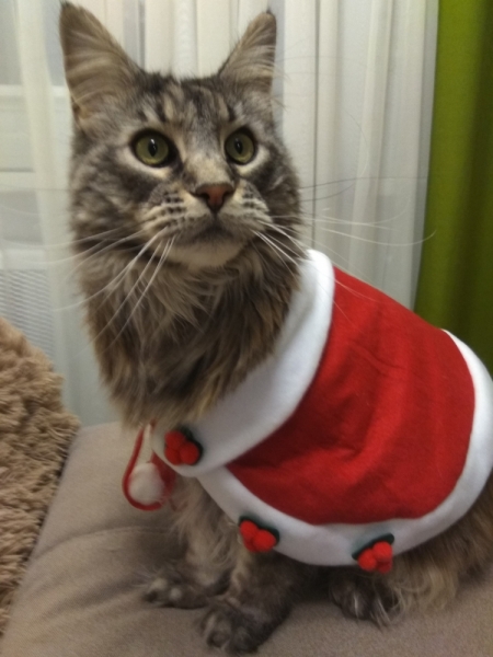 Кошки в нашей жизни. Кошки и все, что с ними связано.