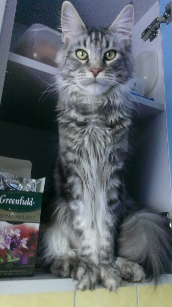 Кошки в нашей жизни. Кошки и все, что с ними связано.