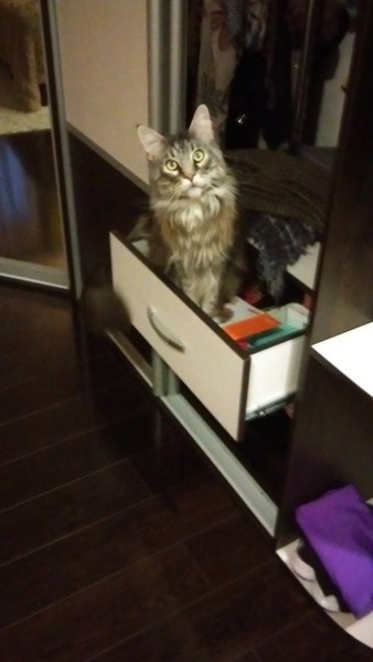 Кошки в нашей жизни. Кошки и все, что с ними связано.