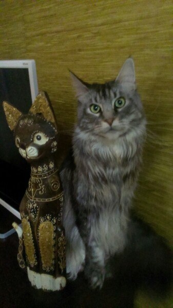 Кошки в нашей жизни. Кошки и все, что с ними связано.