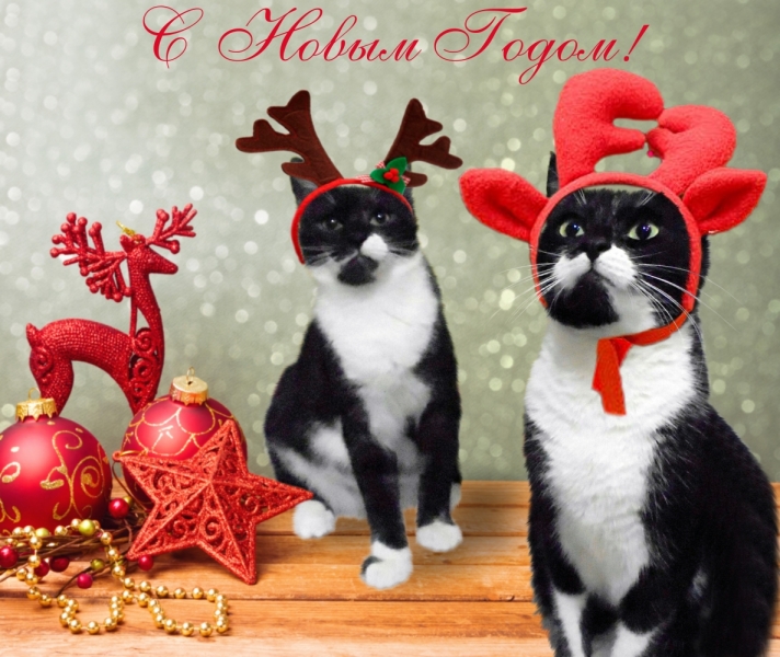 Кошки в нашей жизни. Кошки и все, что с ними связано.