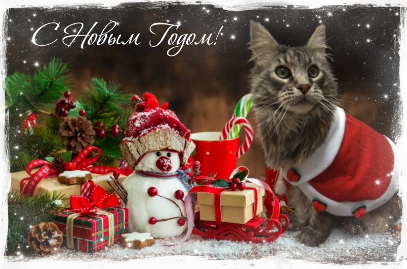 Кошки в нашей жизни. Кошки и все, что с ними связано.