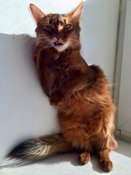 Кошки в нашей жизни. Кошки и все, что с ними связано.