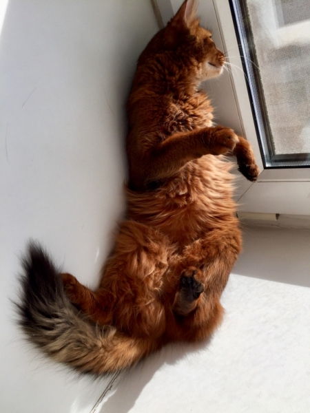 Кошки в нашей жизни. Кошки и все, что с ними связано.