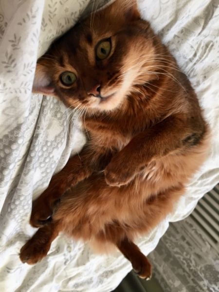 Кошки в нашей жизни. Кошки и все, что с ними связано.