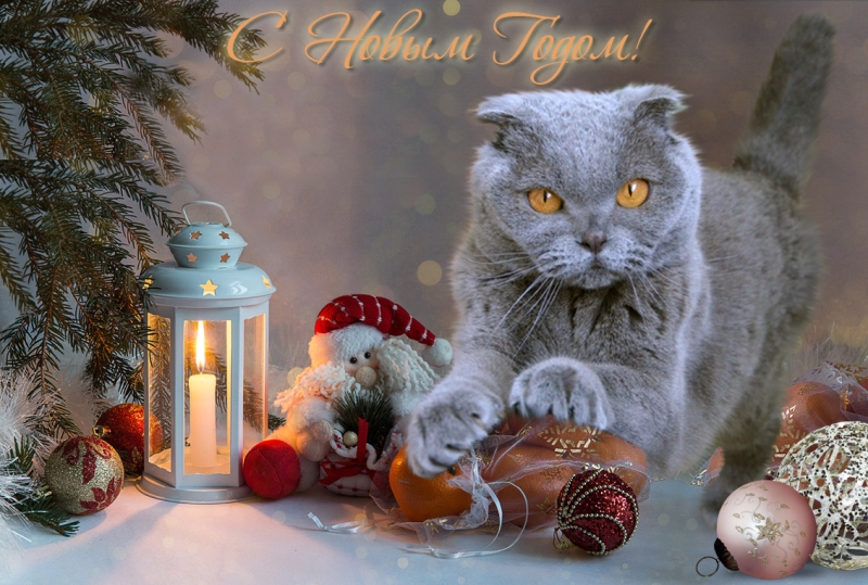 Кошки в нашей жизни. Кошки и все, что с ними связано.