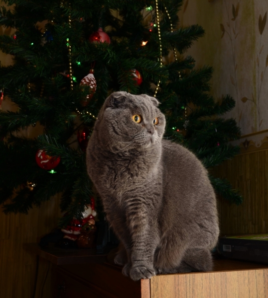 Кошки в нашей жизни. Кошки и все, что с ними связано.