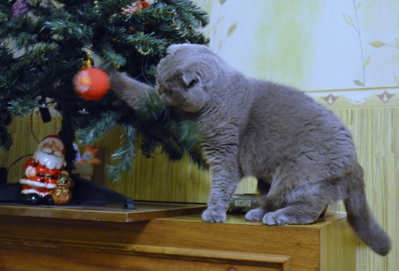 Кошки в нашей жизни. Кошки и все, что с ними связано.