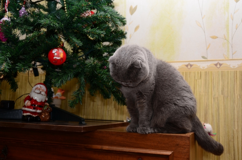 Кошки в нашей жизни. Кошки и все, что с ними связано.