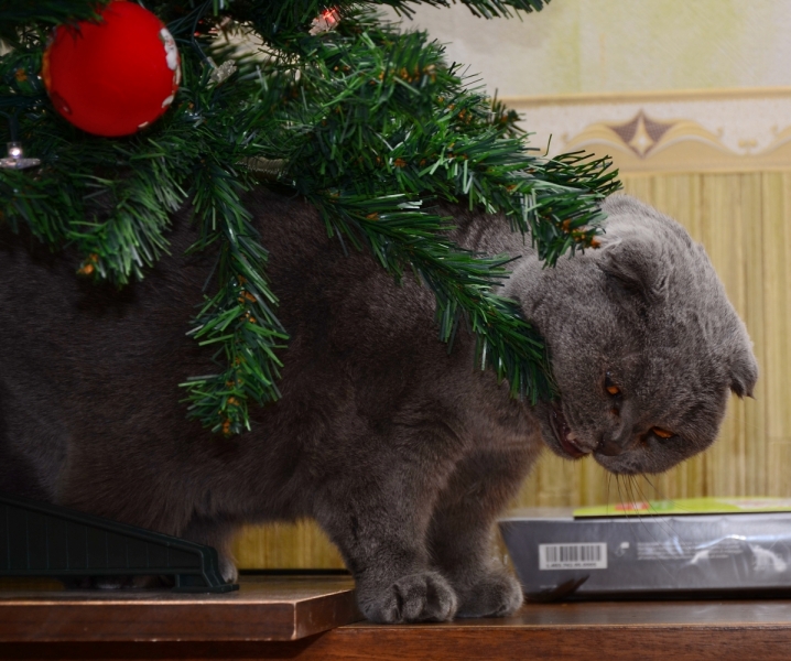 Кошки в нашей жизни. Кошки и все, что с ними связано.