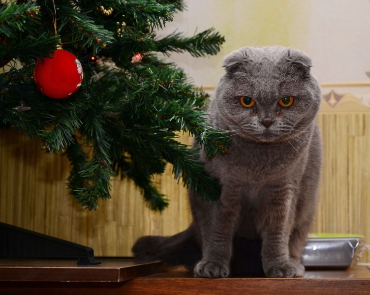 Кошки в нашей жизни. Кошки и все, что с ними связано.
