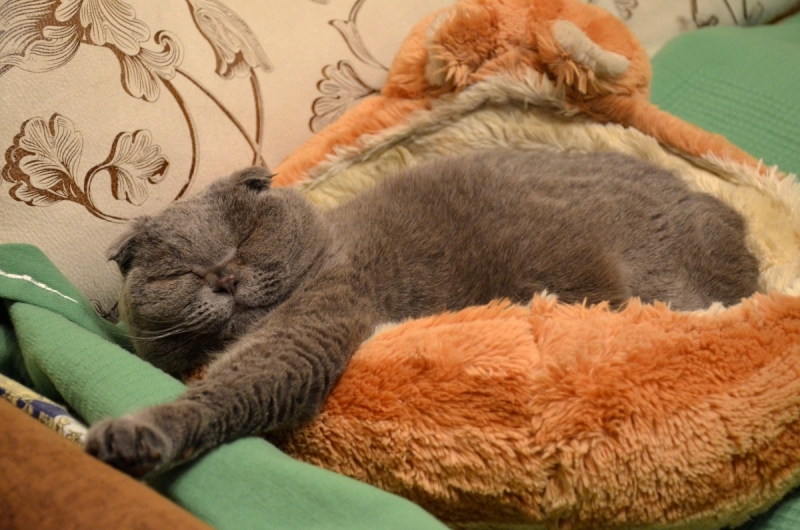 Кошки в нашей жизни. Кошки и все, что с ними связано.