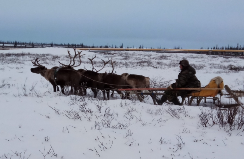 Север. Стынет кровь. Печора, Талый, Каджеро́м, Усть-Лыжы, Паш-Шор, Юрьяха. Без прикрас. 2017окт.