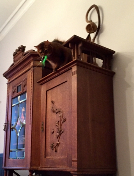 Кошки в нашей жизни. Кошки и все, что с ними связано.