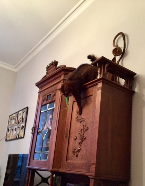 Кошки в нашей жизни. Кошки и все, что с ними связано.