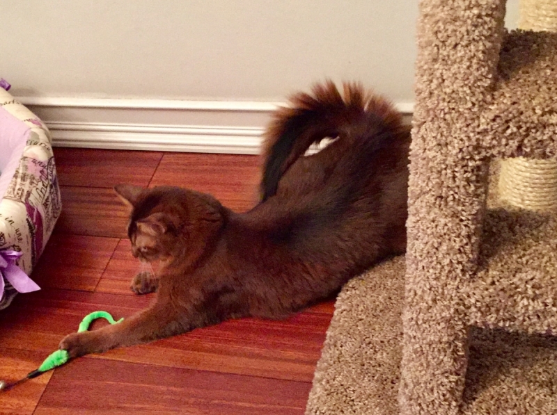 Кошки в нашей жизни. Кошки и все, что с ними связано.